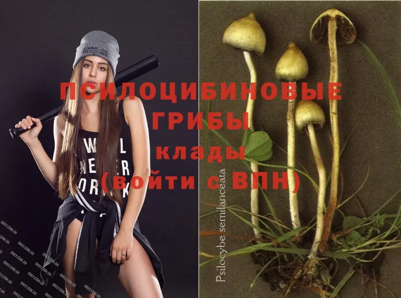 Галлюциногенные грибы Psilocybine cubensis  Большой Камень 